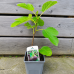 Ficus carica (Figovník obyčajný) ´BROWN TURKEY´ - kont. C1,5L, výška 15-25 cm (-20°C) Ficus carica (Figovník obyčajný) ´BROWN TURKEY´ - kont. C1,5L, výška 15-25 cm (-20°C)